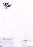 藏品(Amansia rhodantha (Harvey) J. Agardh)的圖片